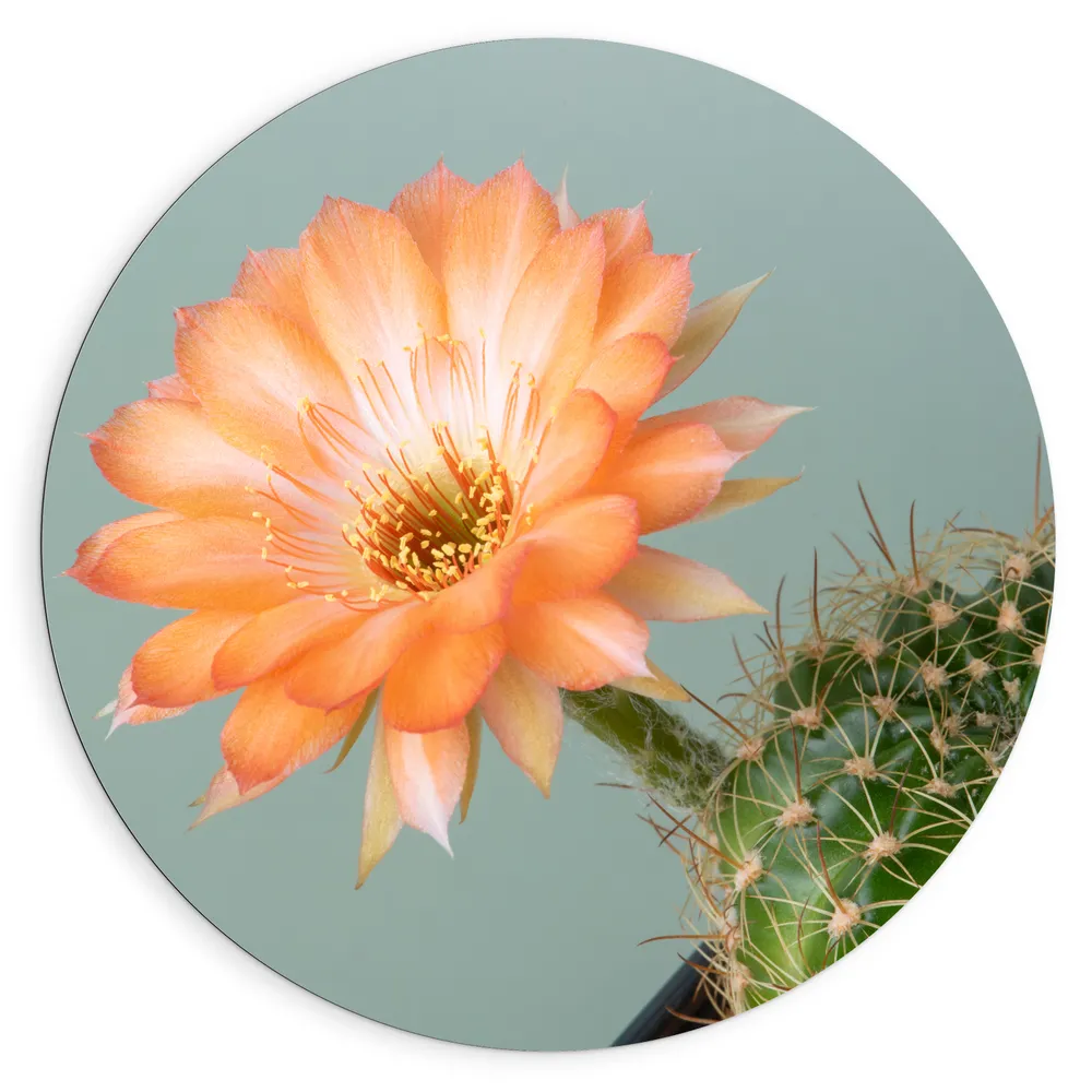 Dibond Muurcirkel - Licht Oranje Echinopsis Bloem uit Cactus voor Grijze Achtergrond