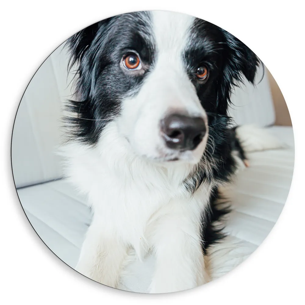 Dibond Muurcirkel - Potret van Poserende Border Collie