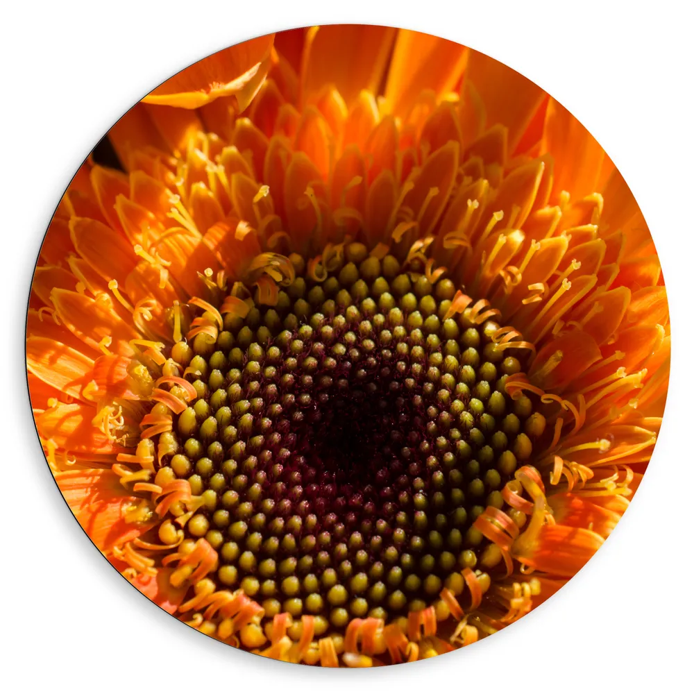 Forex Muurcirkel - Binnenkant van Bloeiend Feloranje Bloem