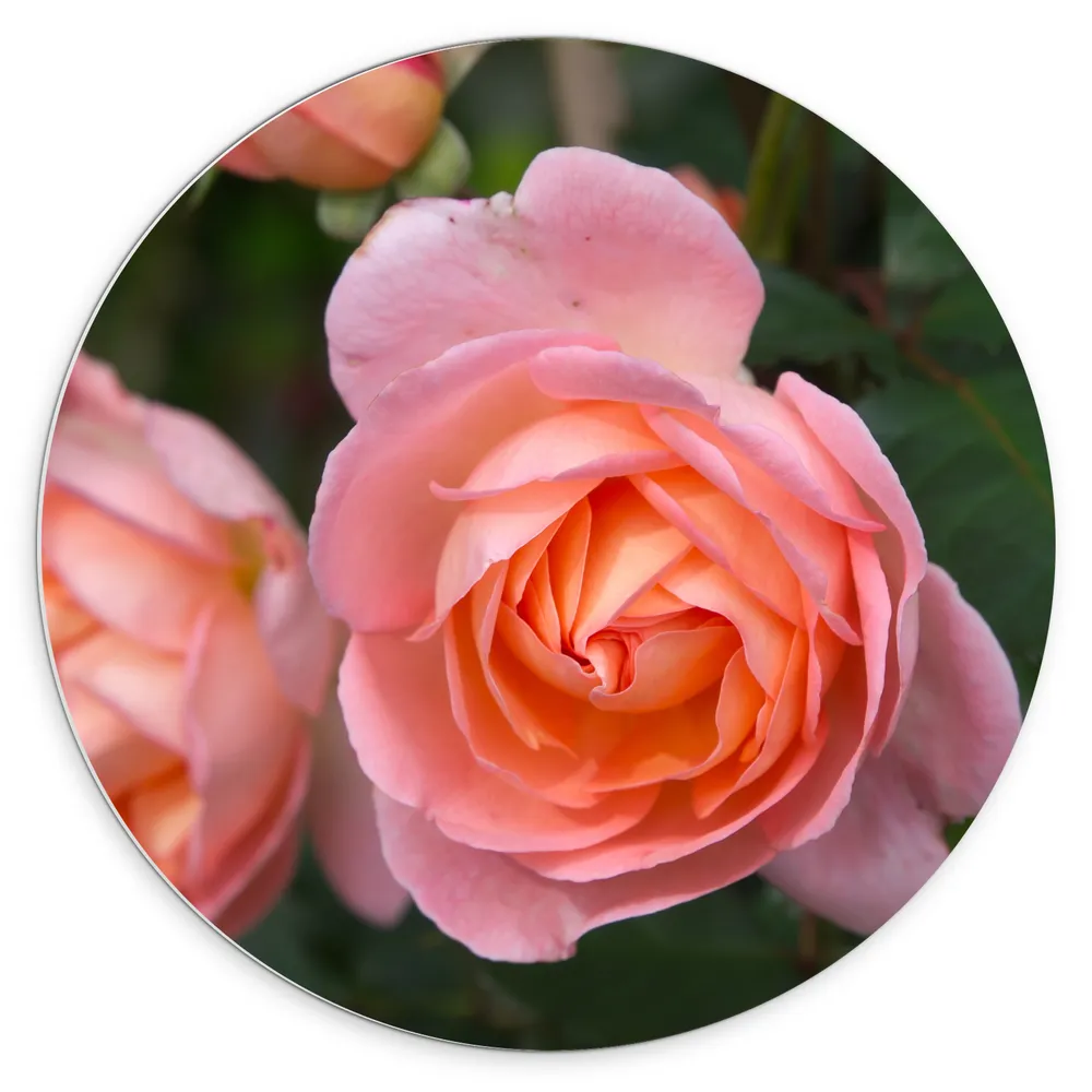 Dibond Muurcirkel - Roze Rozen aan Struik
