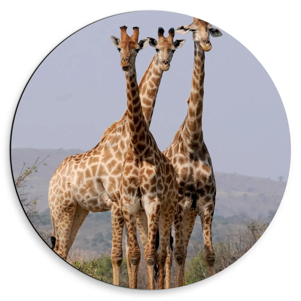 Dibond Muurcirkel - Trio van Giraffe op Pad in Droog Landschap