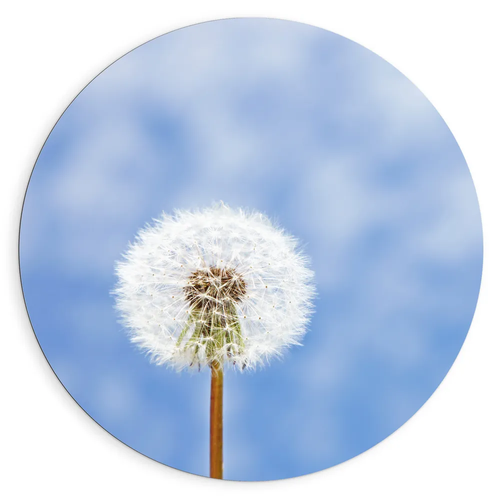 Dibond Muurcirkel - Paardenbloem op Blauw met Witte Achtergrond