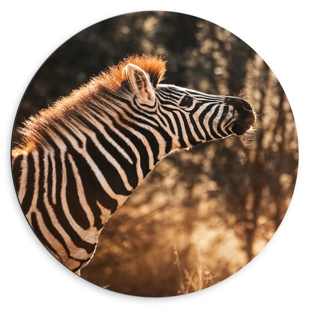 Dibond Muurcirkel - Zijaanzicht van Zebra met Kop Omhoog