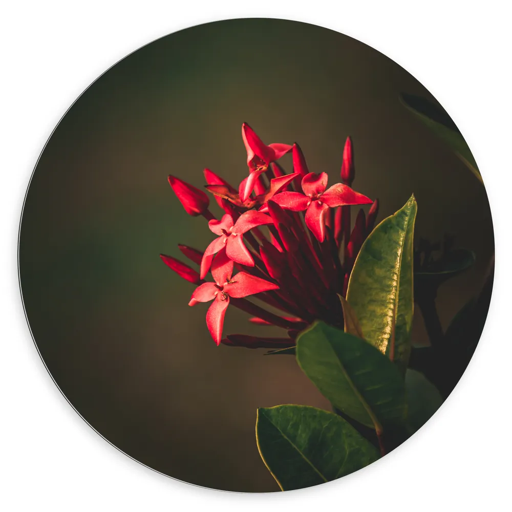 Dibond Muurcirkel - Achter de Geranium Bloemen aan Plant