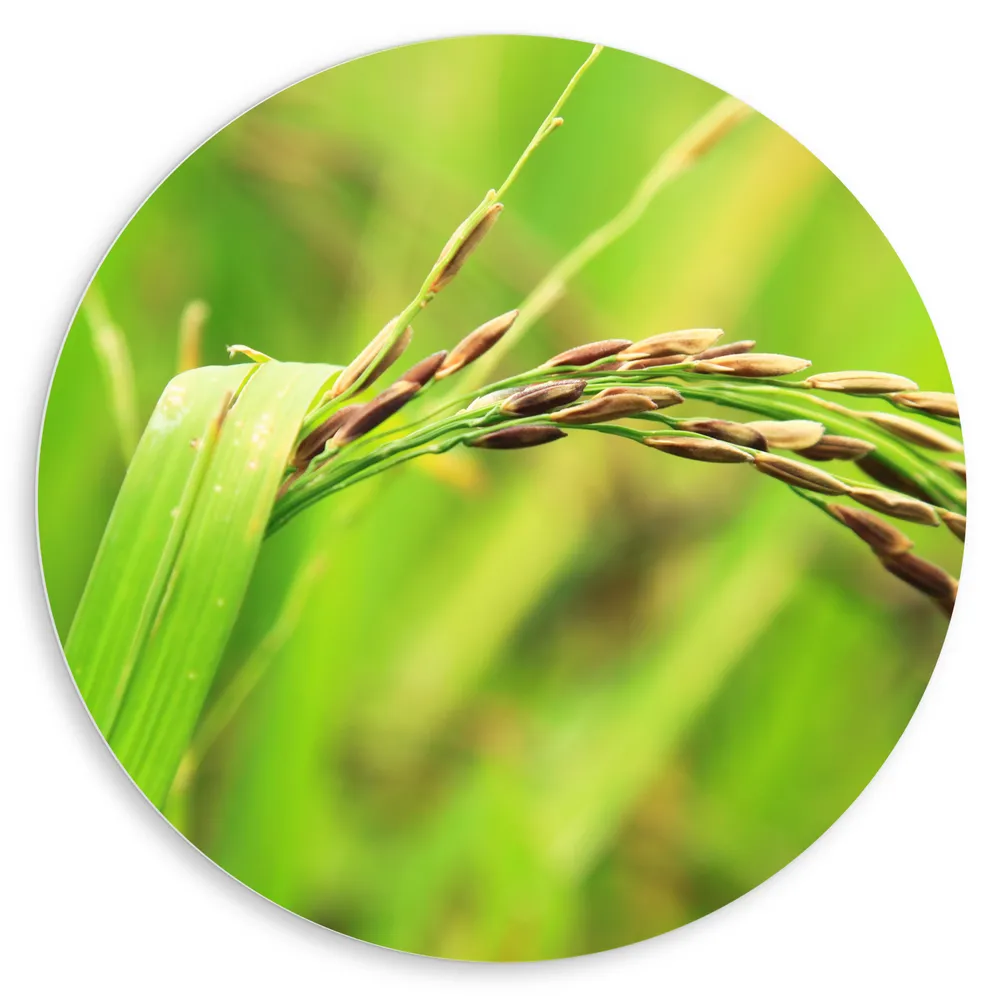 Dibond Muurcirkel - Close-up van Indaanse Rijstplanten