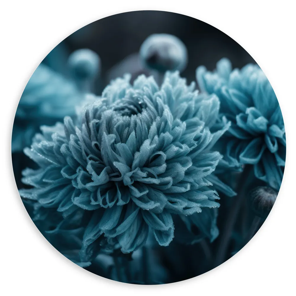 Dibond Muurcirkel - Donker Blauwe Cryasanten met Donkere Achtergrond - Bloemen