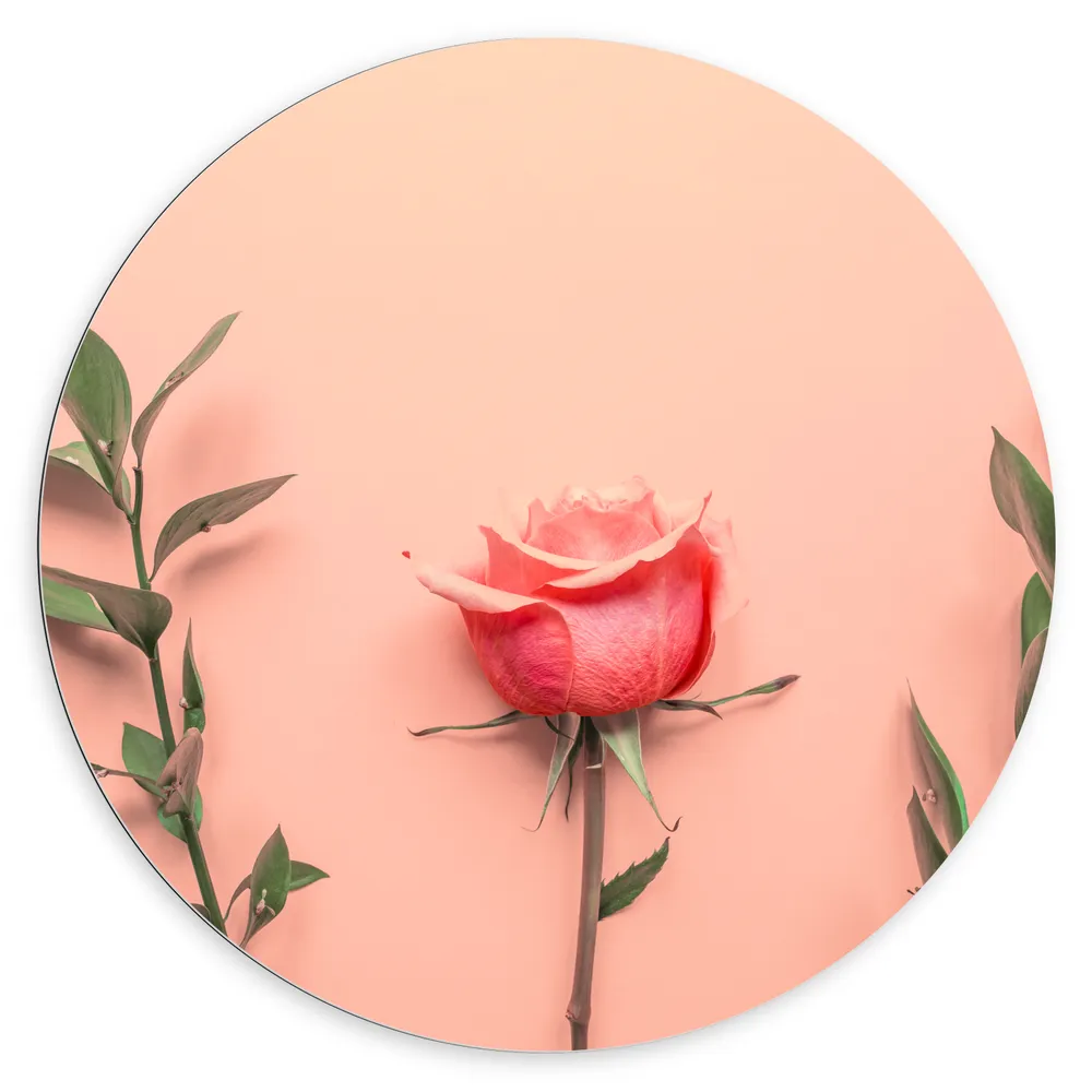 Dibond Muurcirkel - Roze Roos bij Groene Takken op Koraalroze Achtergrond