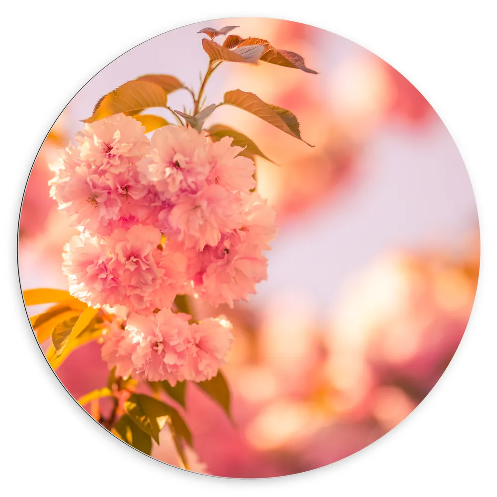 Dibond Muurcirkel - Bloeiende Roze Bloesem Bloemen op Mooie Lentedag