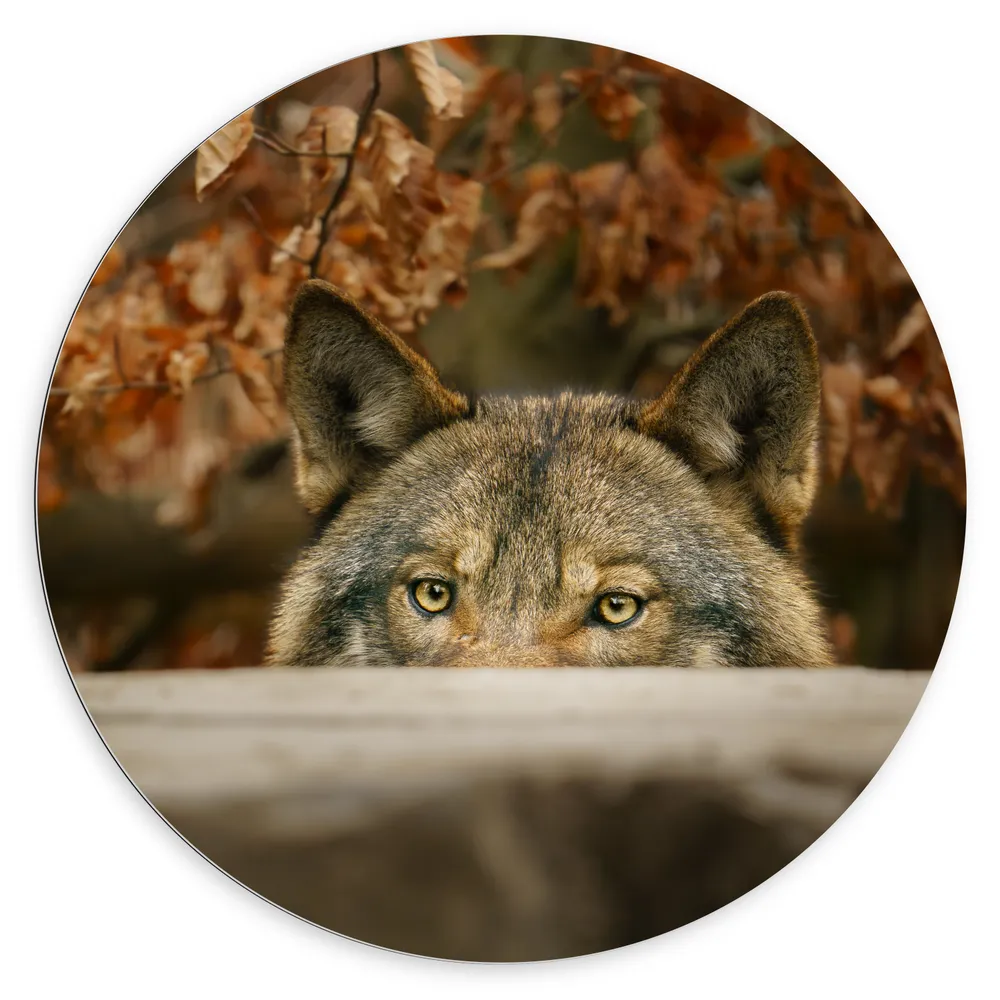Dibond Muurcirkel - Groene Ogen van Wolf schuilend achter Houten Balk