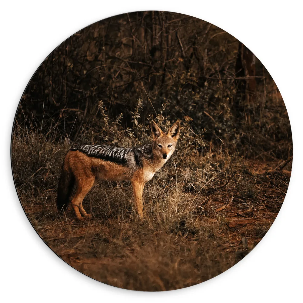 Dibond Muurcirkel - Aankijkende Goudwolf in de Struiken van Kaal Bos