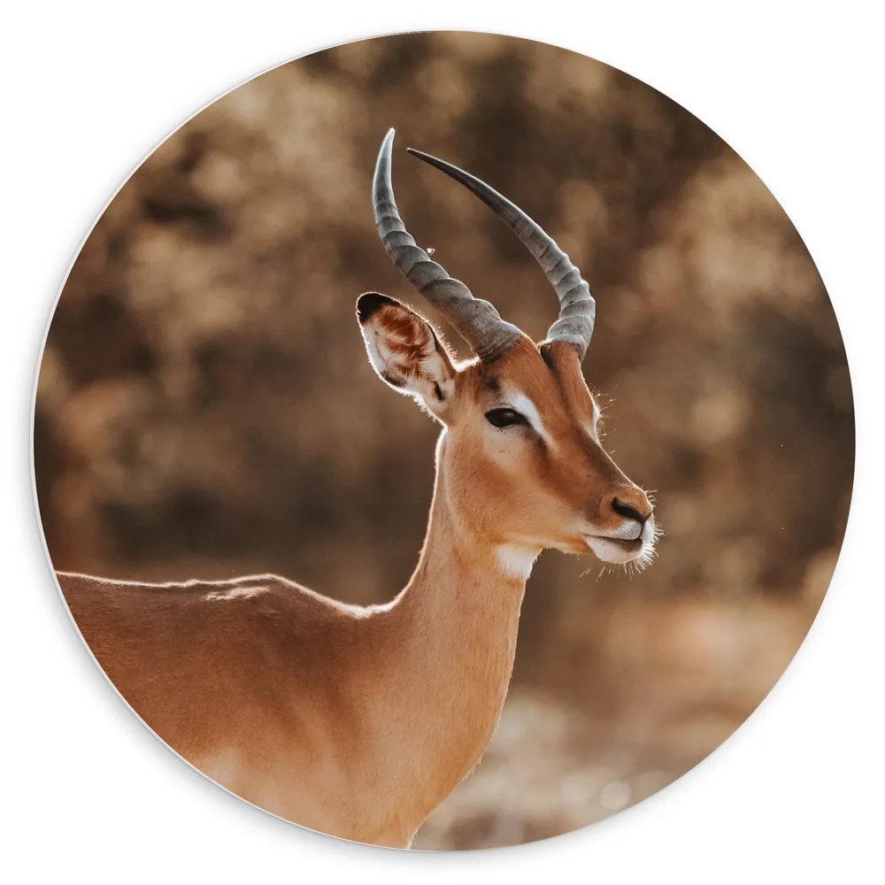 Dibond Muurcirkel - Opzijkijkende Antilope in Oranjekleurige Omgeving