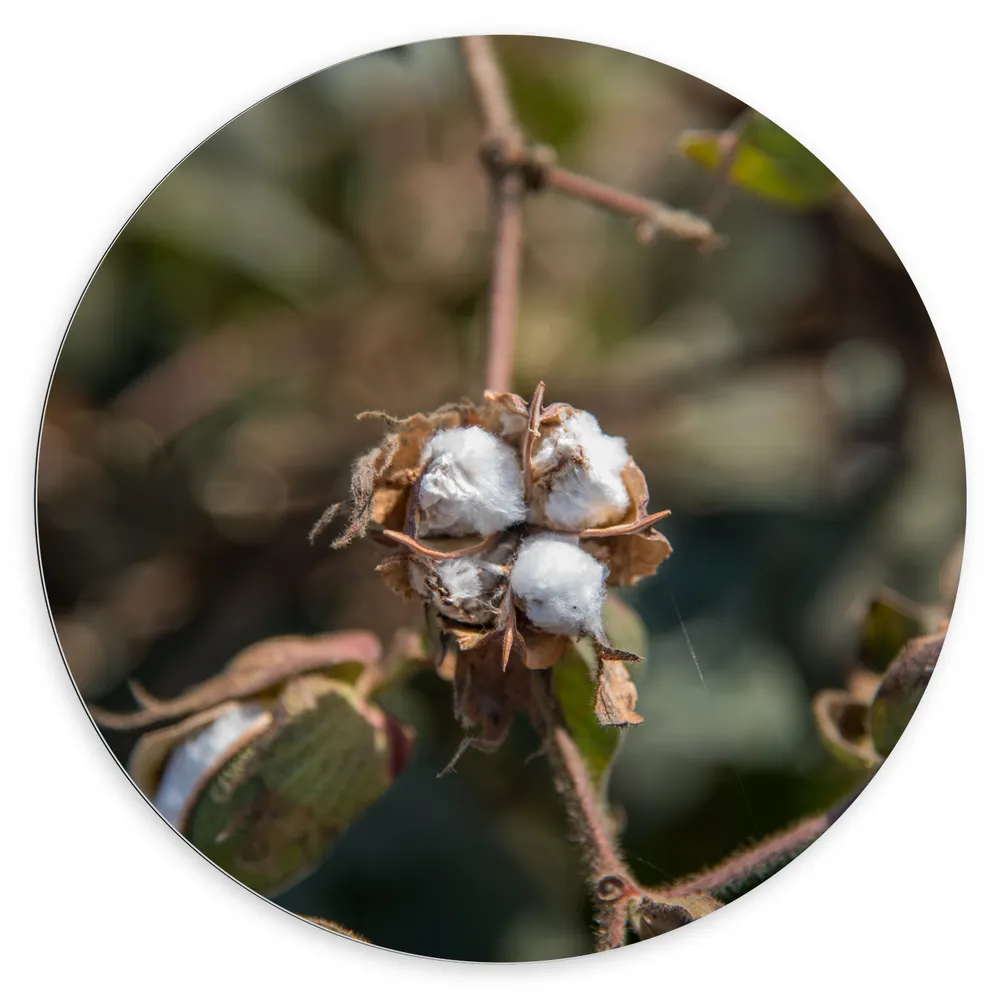 Dibond Muurcirkel - Katoenplant aan Tak in het Wild