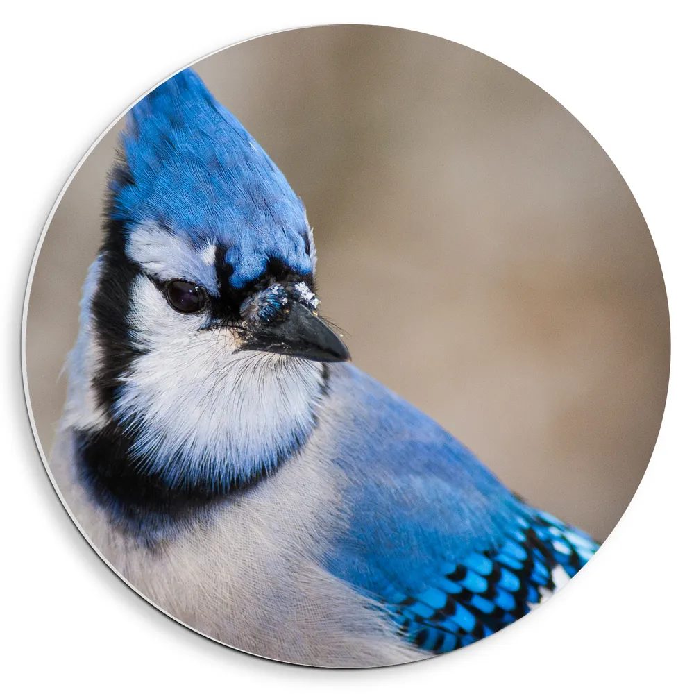 Dibond Muurcirkel - Blauwe Gaai Vogel met Kuifje en Zwarte Snavel