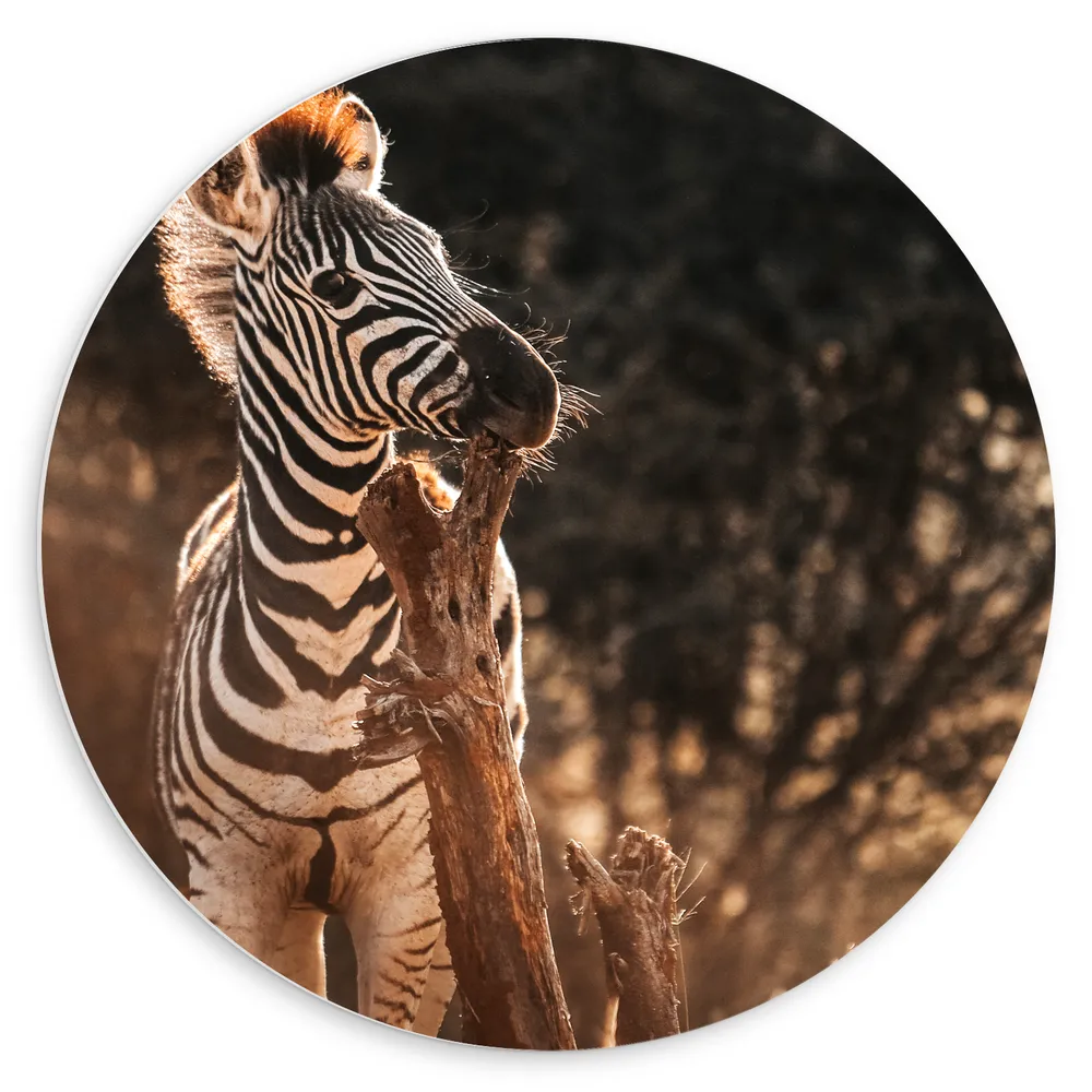 Dibond Muurcirkel - Kleine Zebra bijtend op Tak in Oranje Zonlicht