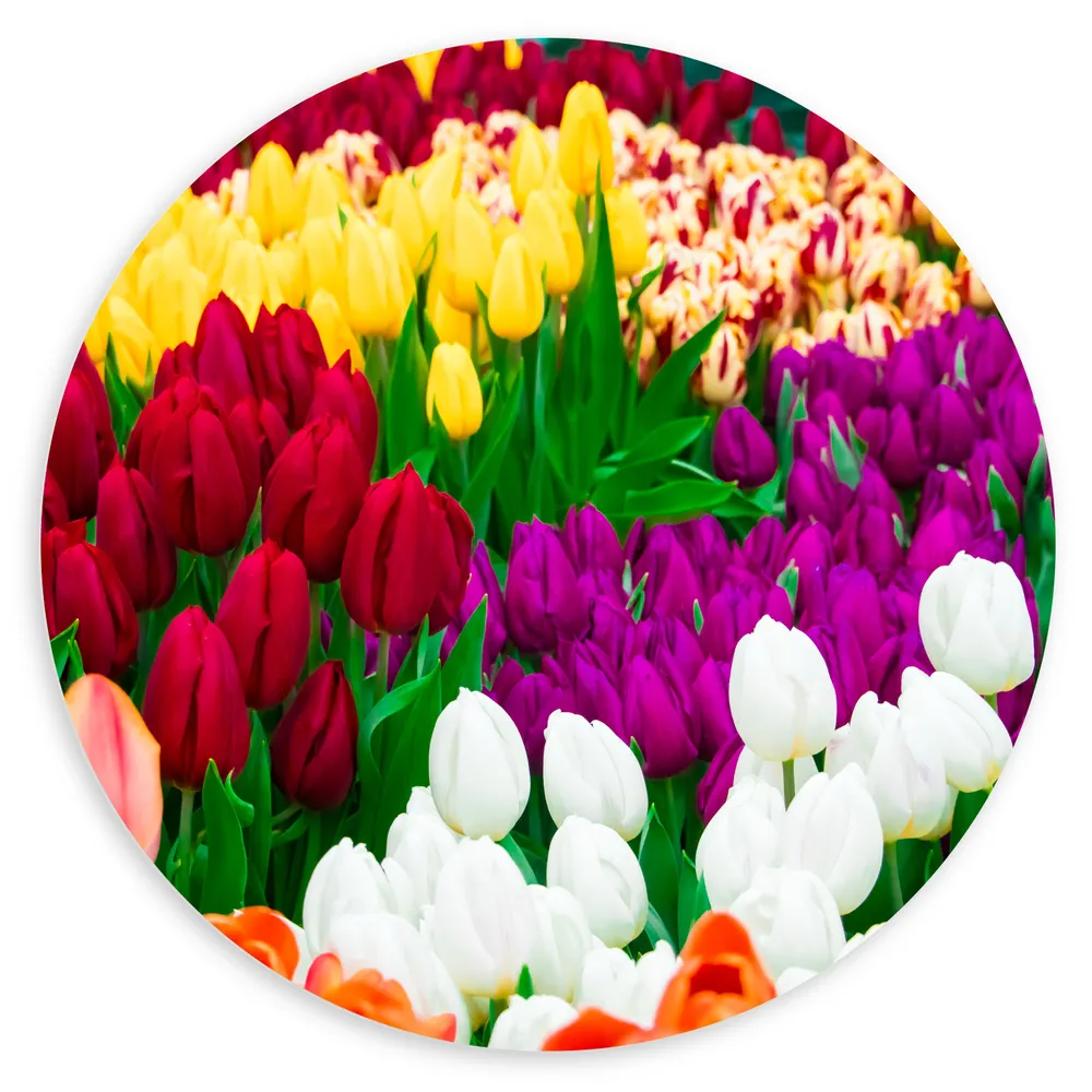 Dibond Muurcirkel - Tulpenveld met Verschillende Felle Kleuren Tulpen