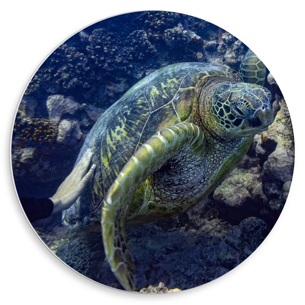Dibond Muurcirkel - Mensenhand op Zeeschildpad bij het Koraal