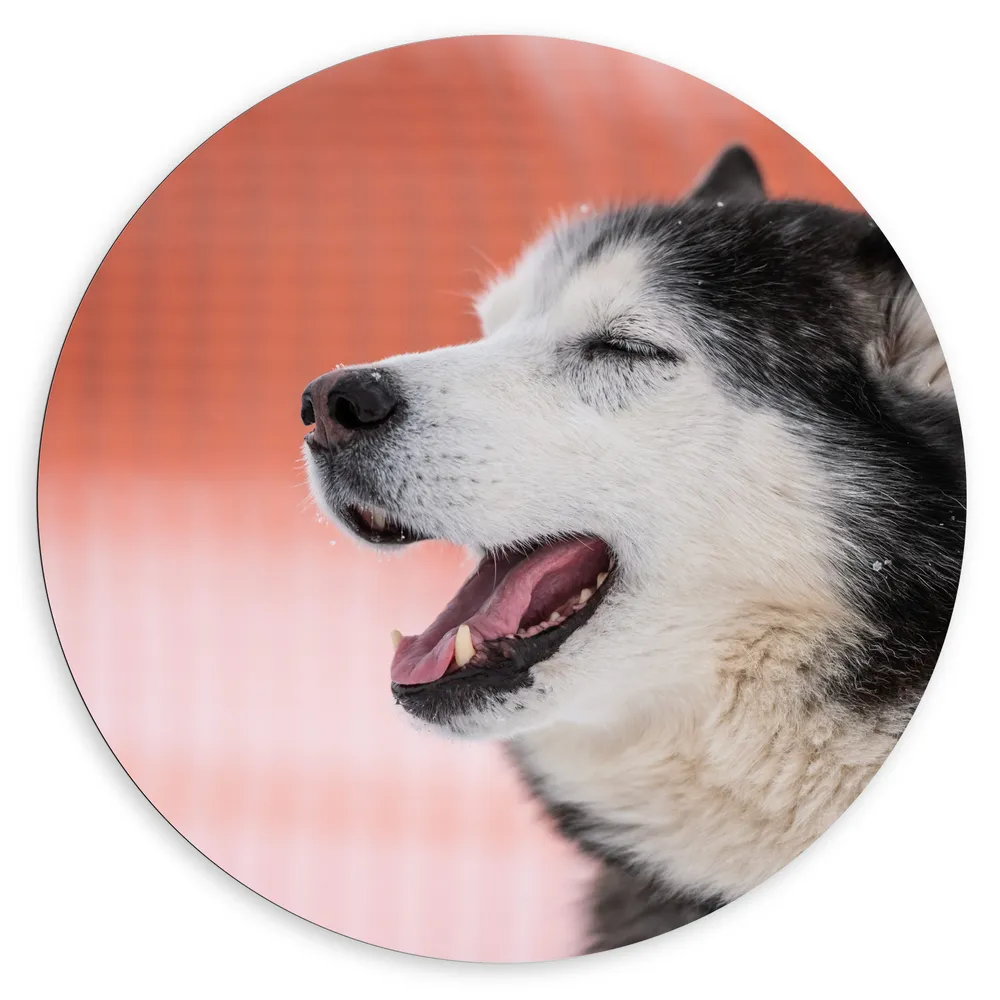 Dibond Muurcirkel - Kop van Genietende Husky Hond