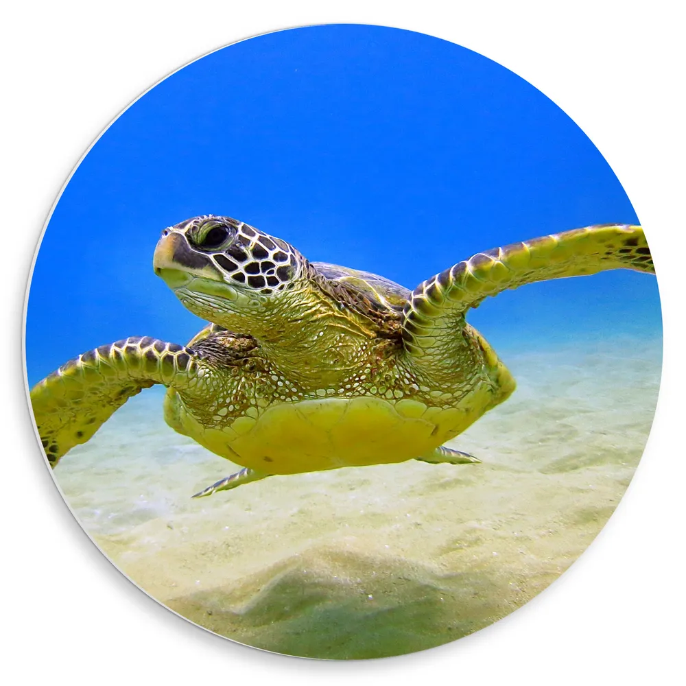 Dibond Muurcirkel - Grote Zeeschildpad op Zeebodem in Heldere Zee
