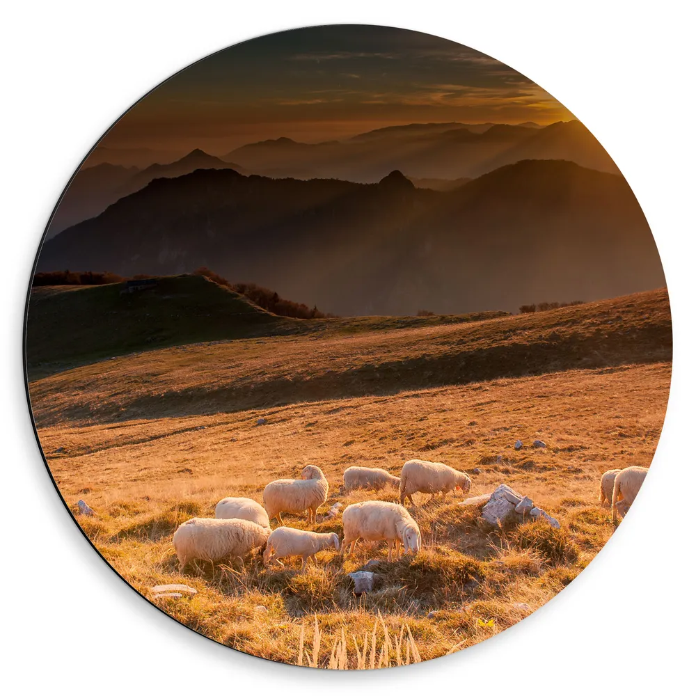 Dibond Muurcirkel - Kudde Grazende Schapen in Berglandschap tijdens Zonsondergang