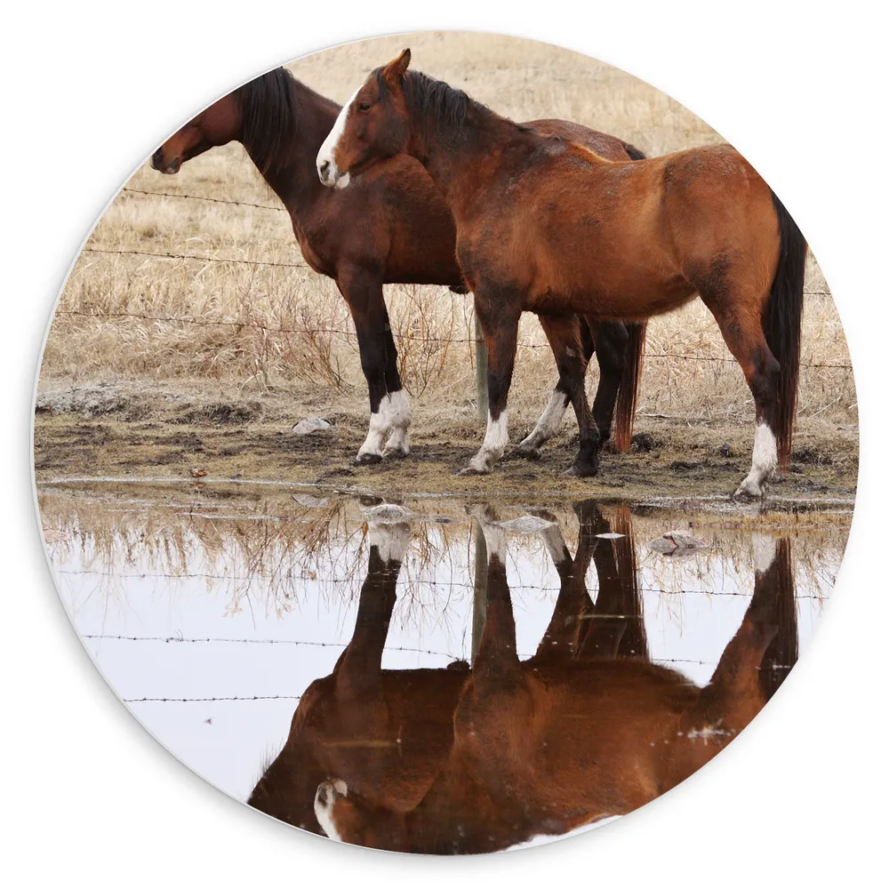 Dibond Muurcirkel - Duo Paarden met Weerspiegeling in Water