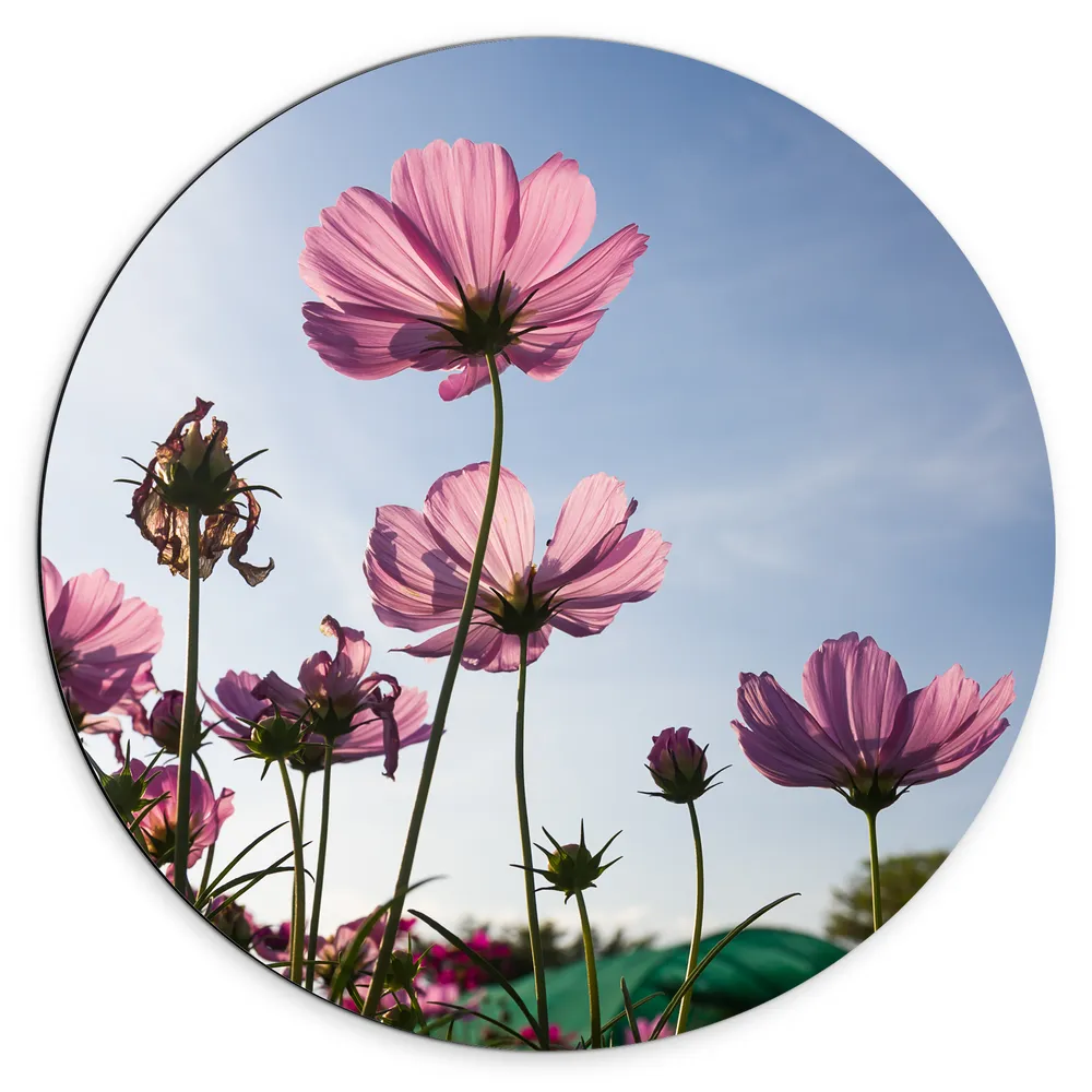 Dibond Muurcirkel - Cosmea bloemen in een bloemenveld met heldere blauwe lucht