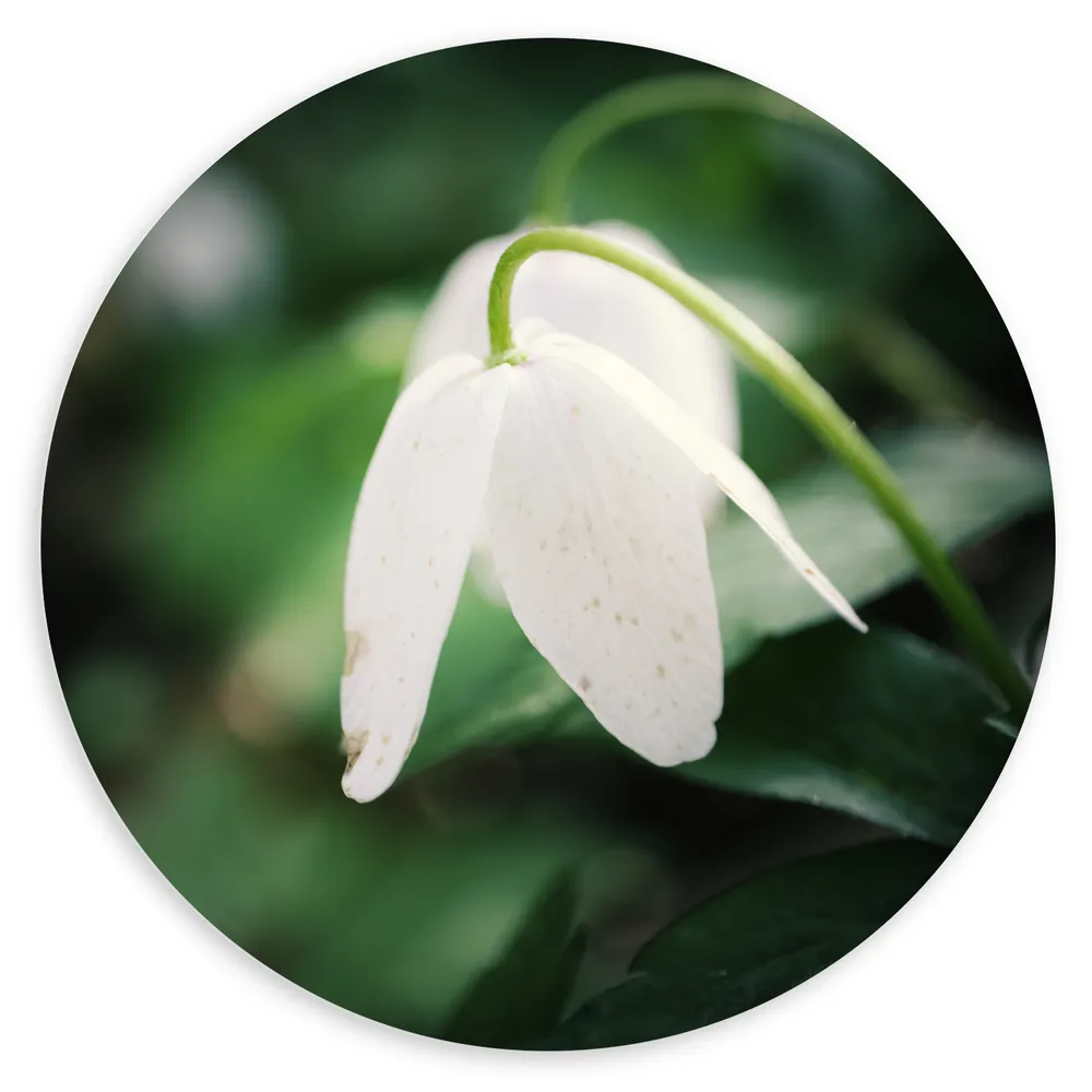 Dibond Muurcirkel - Witte Hangende Bosanemoon met Wazige Donker Groene Achtergrond - Bloemen