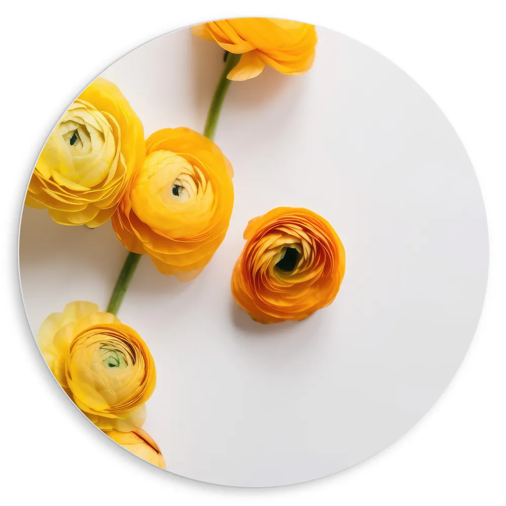 Dibond Muurcirkel - Gele Bloemen op Witte Achtergrond