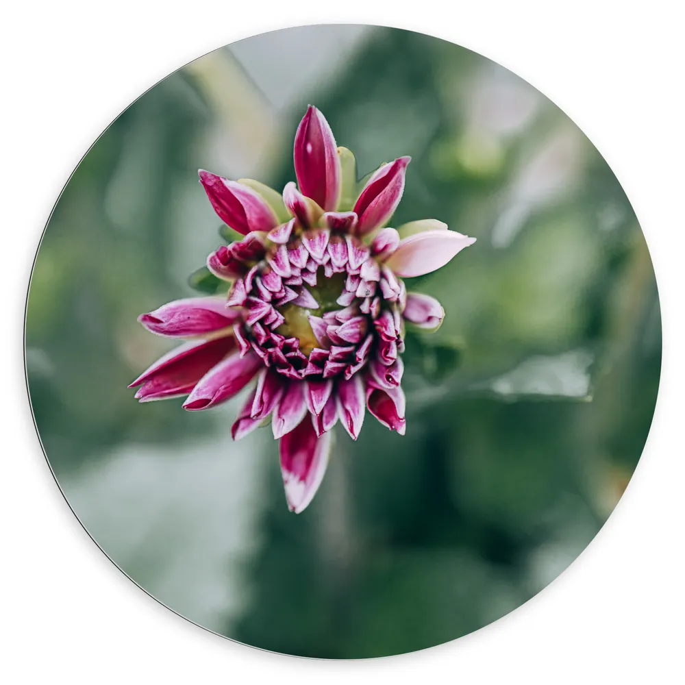 Dibond Muurcirkel - Roze Bloem met Groene Achtergrond