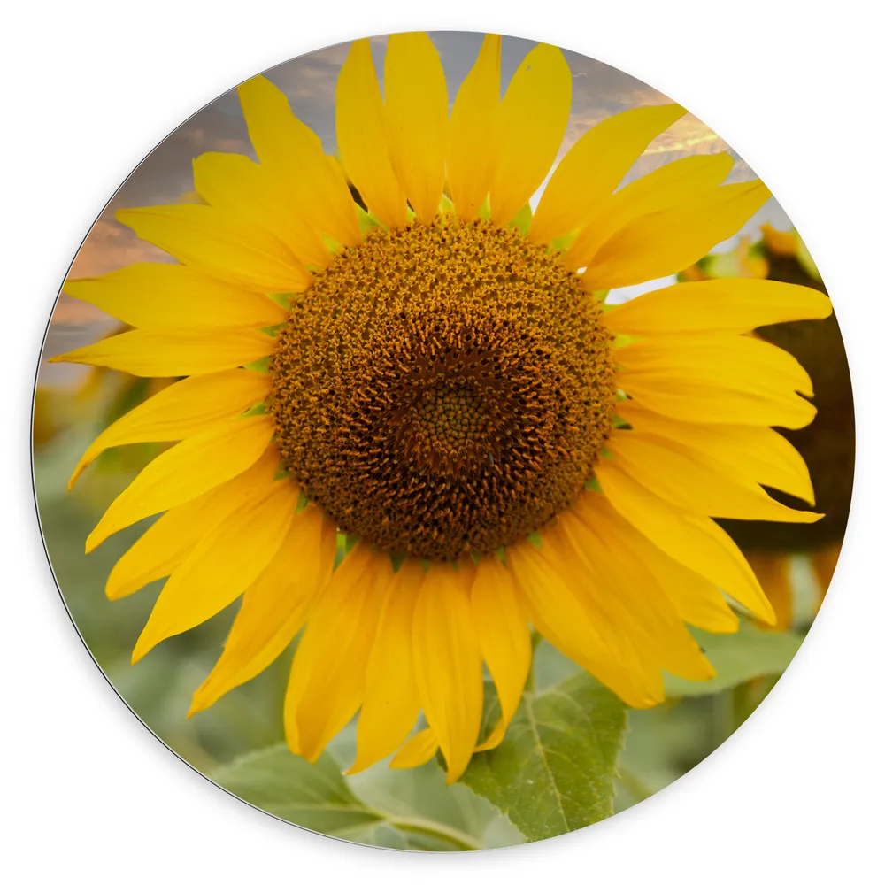 Dibond Muurcirkel - Grote Zonnebloem in Zonnebloemenveld