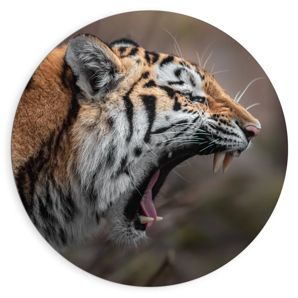Dibond Muurcirkel - Zijaanzicht van Gapende Siberische Tijger