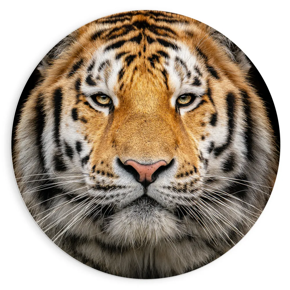 Dibond Muurcirkel - Portretfoto van Siberische Tijger tegen Zwarte Achtergrond