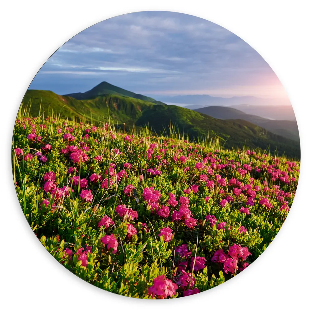 Dibond Muurcirkel - Zon Verdwijnend Achter Bergen bij Roze Bloemenveld