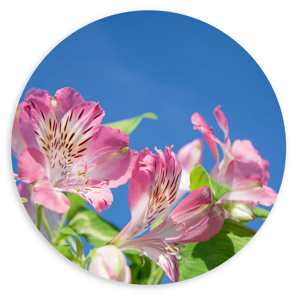 Dibond Muurcirkel - Roze Alstroemeria Bloemen met Lucht Achtergrond