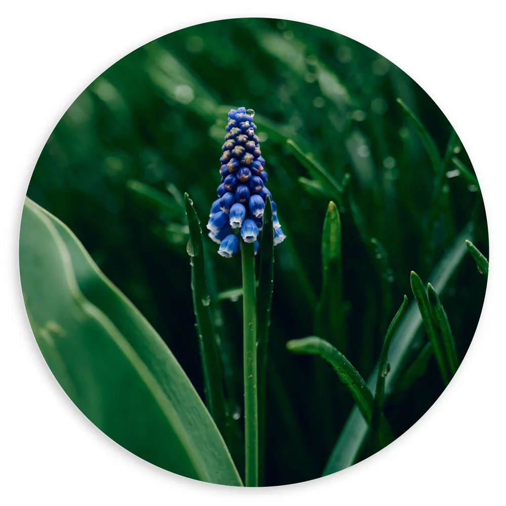 Dibond Muurcirkel - Eenzame Blauwe Hyacint Bloem in Groen Veld