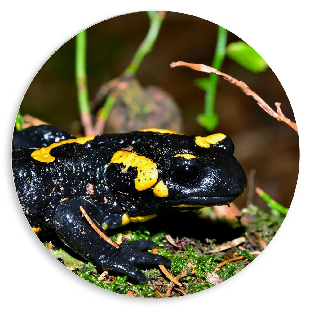 Dibond Muurcirkel - Close-up van Vuur Salamander tussen Groene Planten