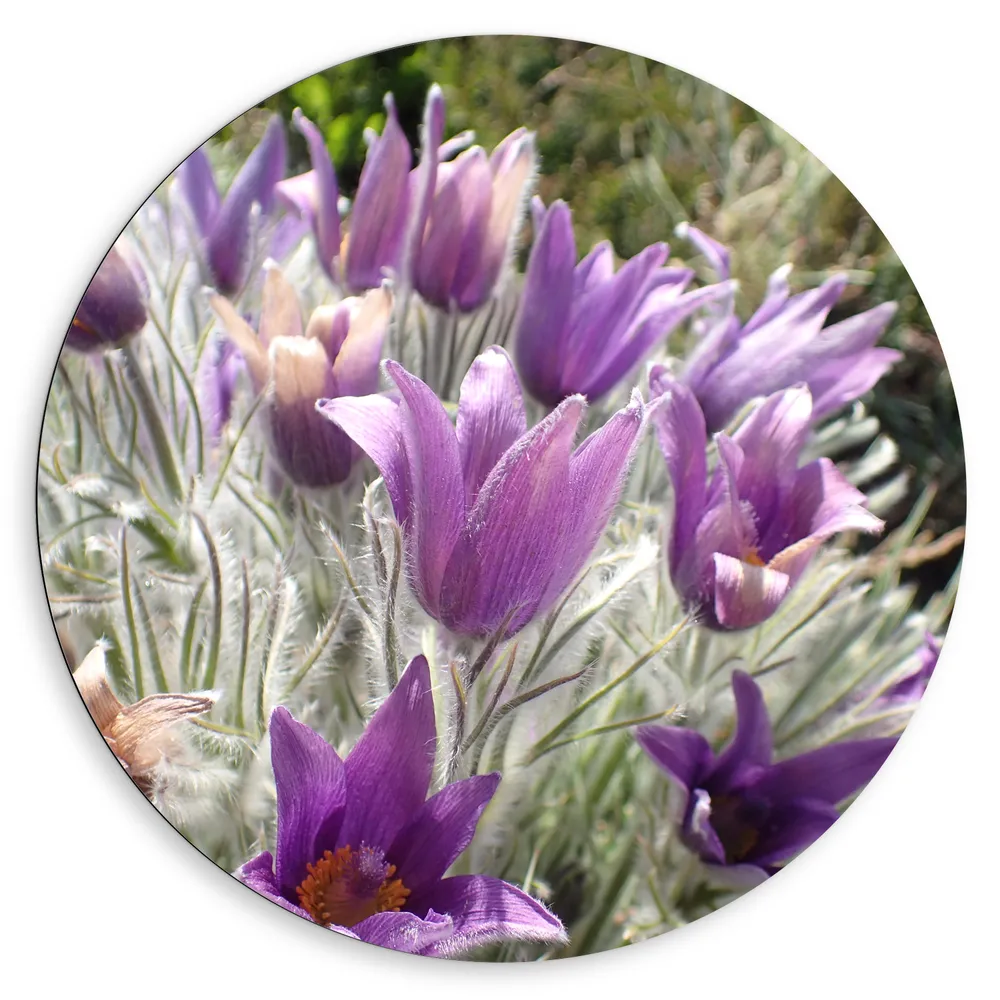 Dibond Muurcirkel - Paarse Pulsatilla Bloemen met Licht Grone Harige Stengels