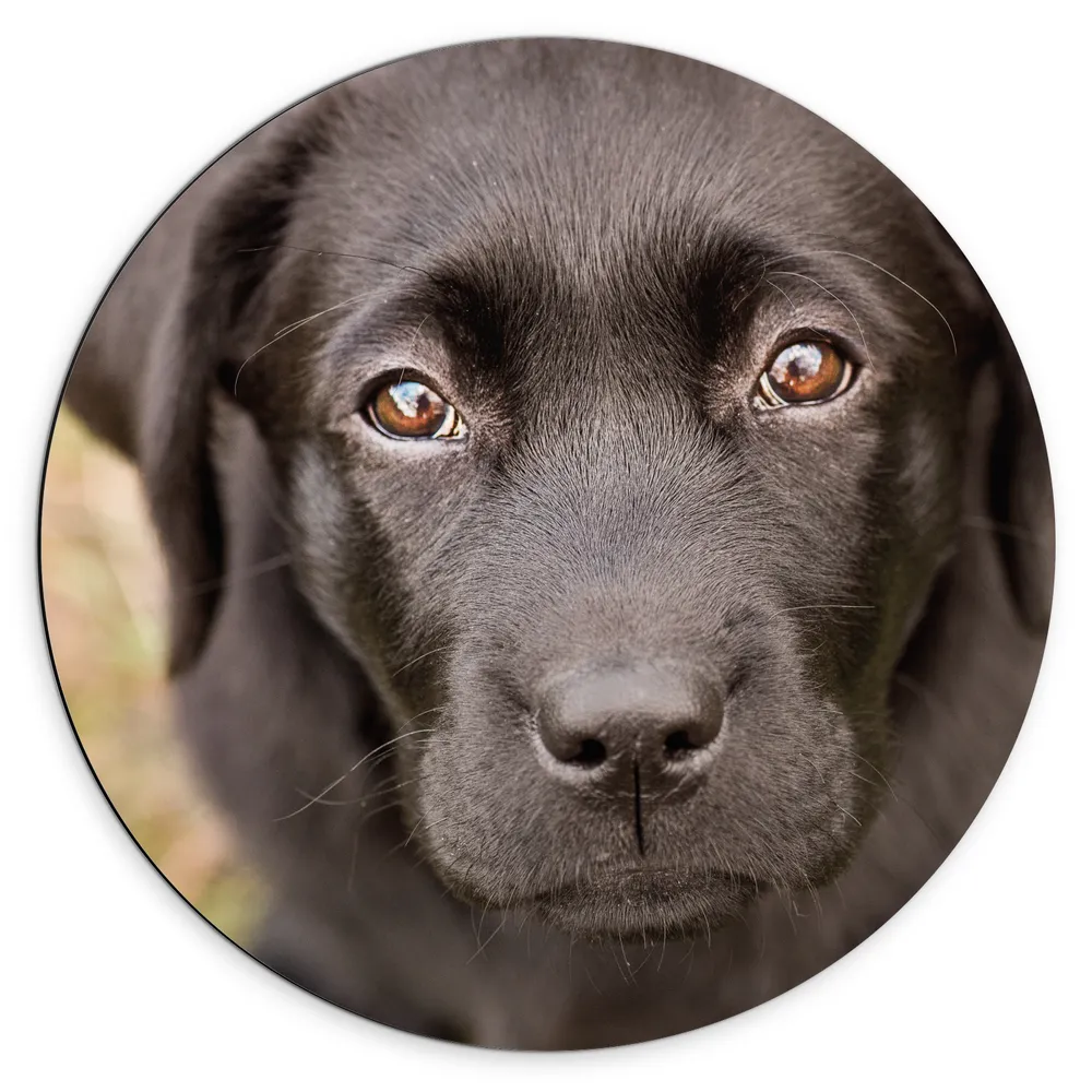 Dibond Muurcirkel - Labrador retriever hond in het gras