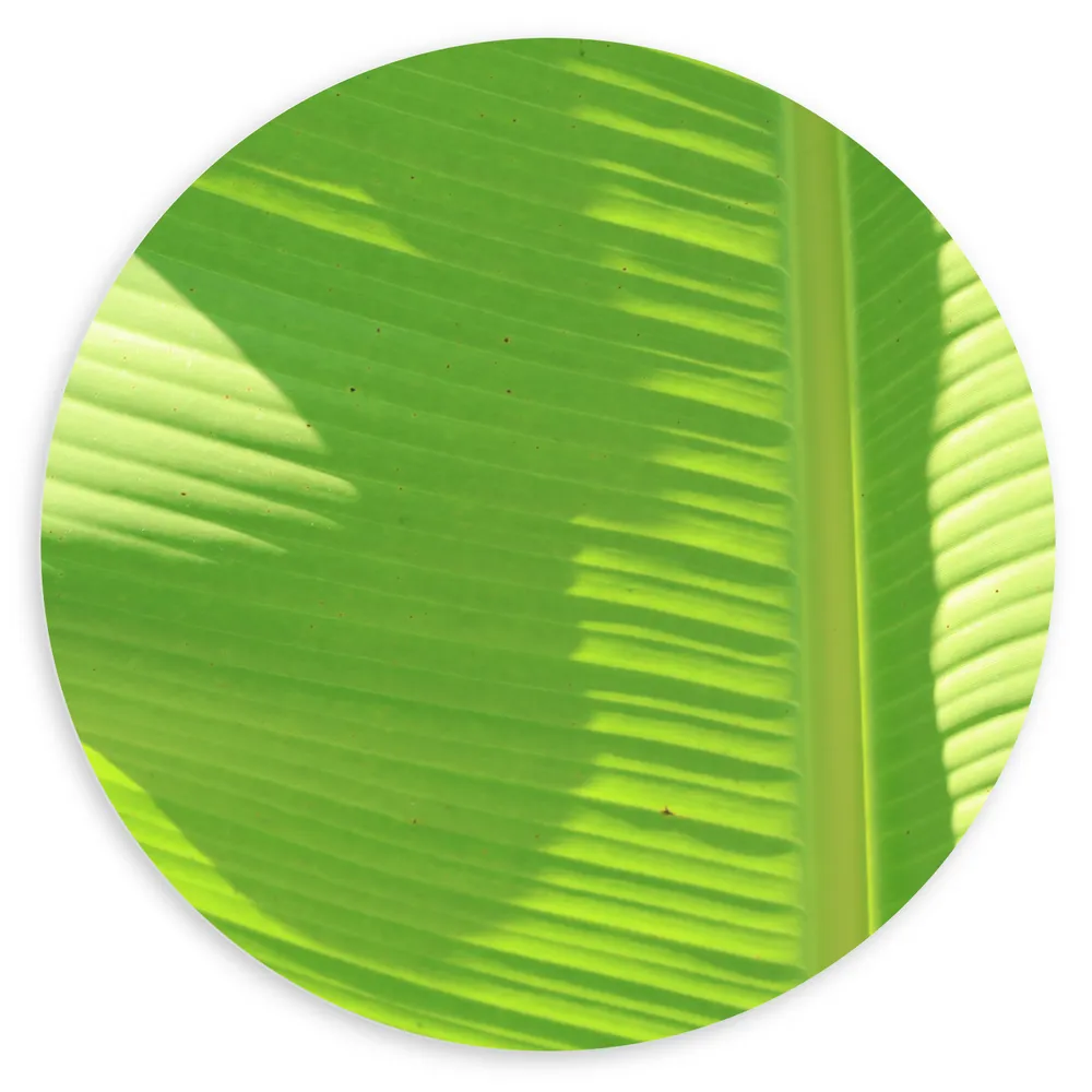 Dibond Muurcirkel - Nerven op Groen Bananenblad