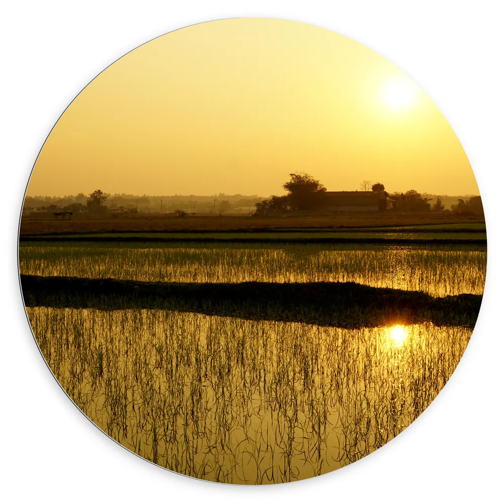 Dibond Muurcirkel - Water Vol Waterplanten met Weerspiegeling van Felle Zon