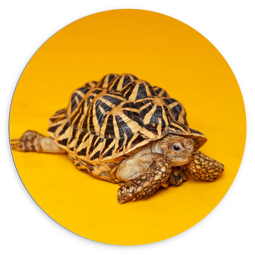 Dibond Muurcirkel - Kleine Schildpad op Gele Achtergrond