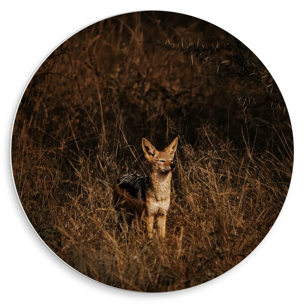 Dibond Muurcirkel - Goudwolf met Geknepen Ogen tussen Kale Struiken