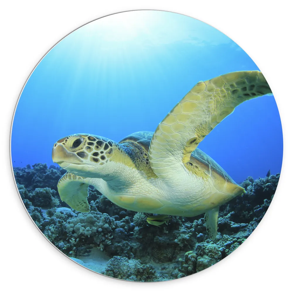Dibond Muurcirkel - Zwemmende Zeeschildpad bij Koraal op de Zeebodem