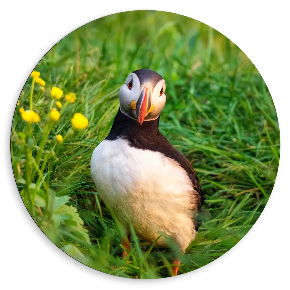 Dibond Muurcirkel - Kleine Papegaaiduiker Vogel in Groen Grasveld