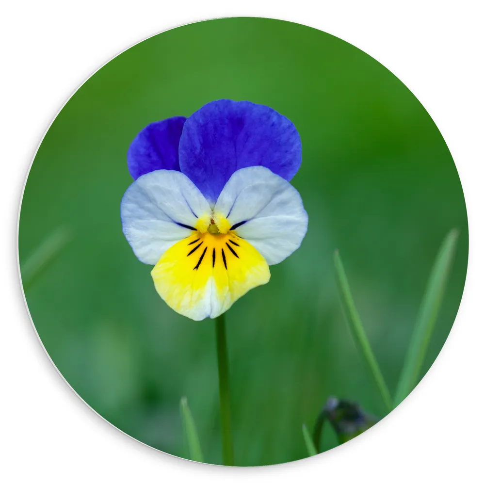 Dibond Muurcirkel - Blauw met Gele Tuinviool in Grasveld - Bloemen