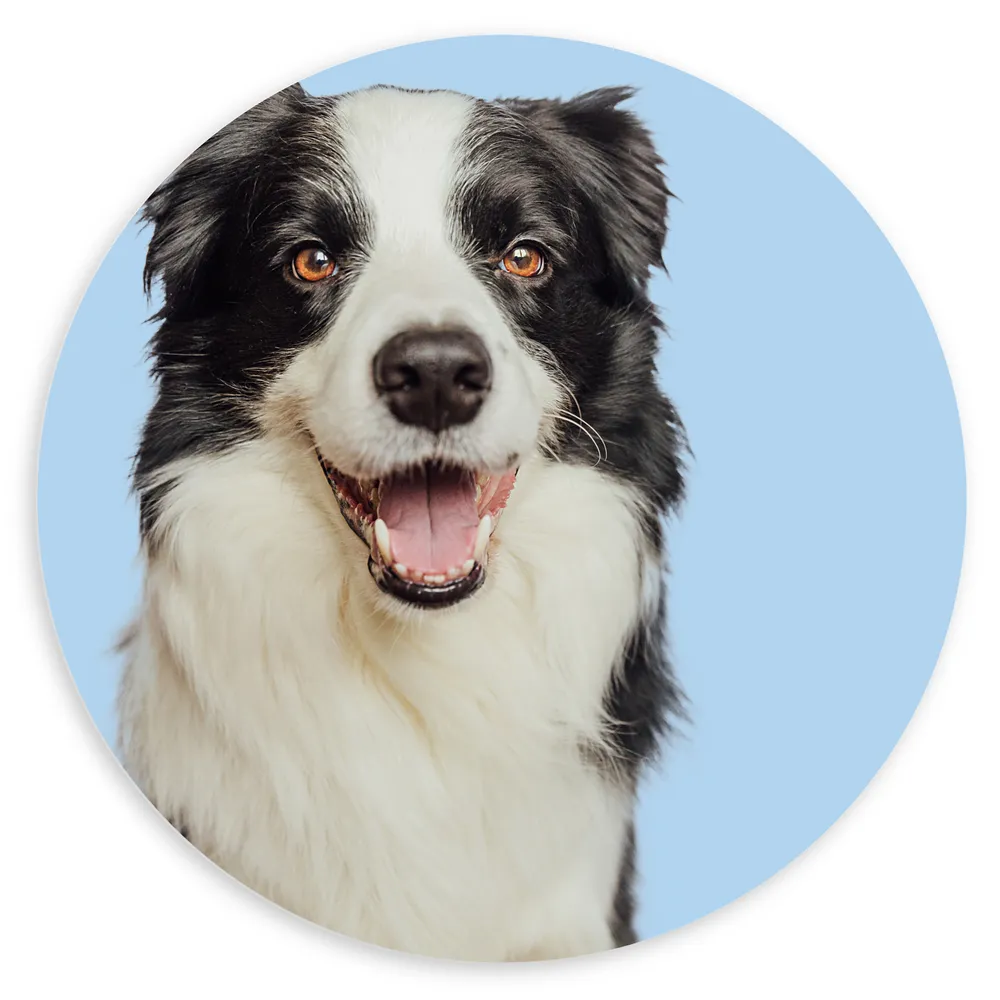 Dibond Muurcirkel - Zwart met Witte Bordercollie Hond tegen Lichtblauwe Achtergrond