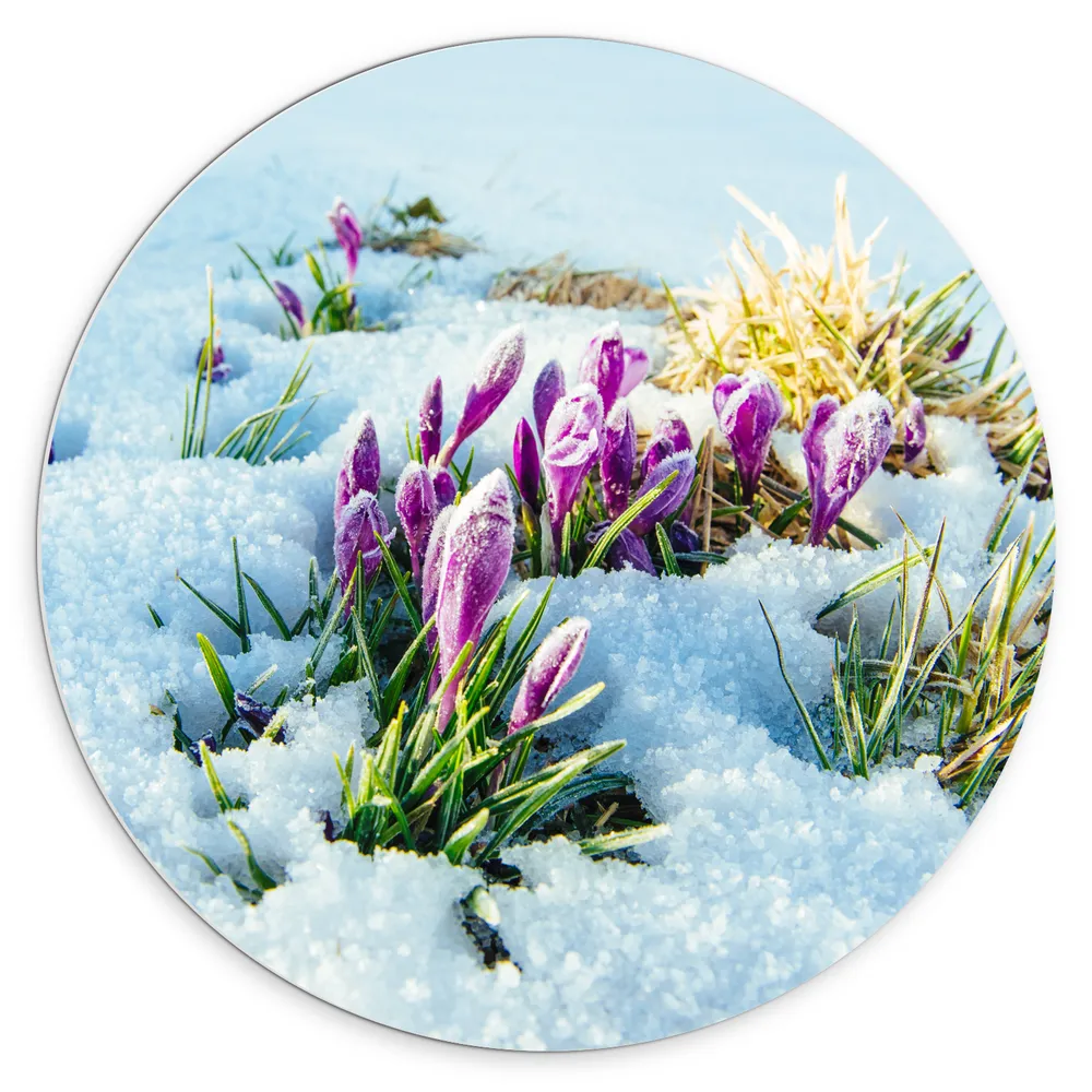 Dibond Muurcirkel - Roze Bloemen Groeiend door Laag Sneeuw