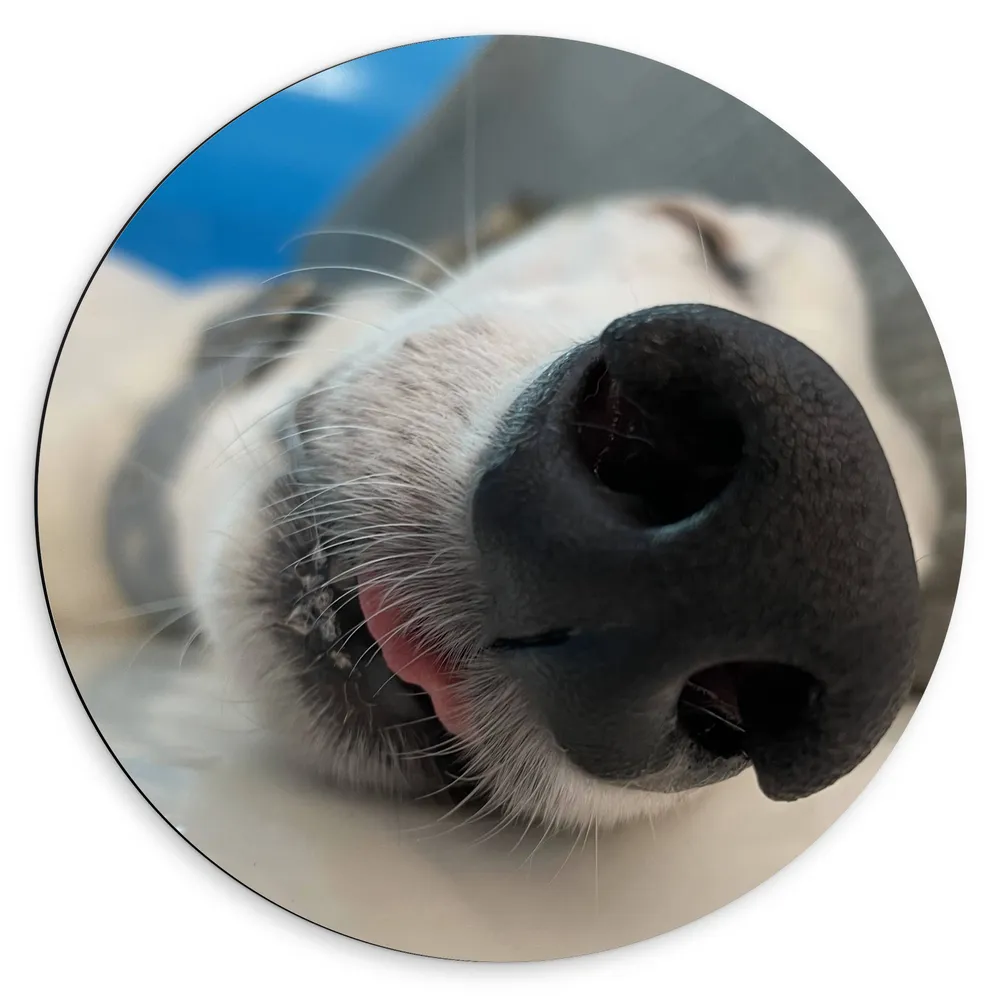 Dibond Muurcirkel - Close-up van Zwarte Neus van Lichtbruine Slapende Hond