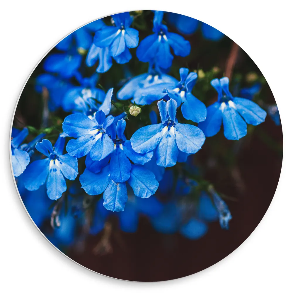 Dibond Muurcirkel - Blauwe Tuinlobelie Bloemen voor Donkere Achtergrond