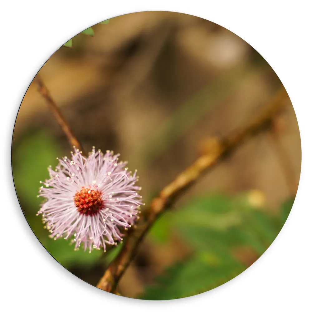 Dibond Muurcirkel - Eenzame Roze Bloem op Kale TakEenzame Roze Bloem op Kale TakEenzame Roze Bloem op Kale Tak
