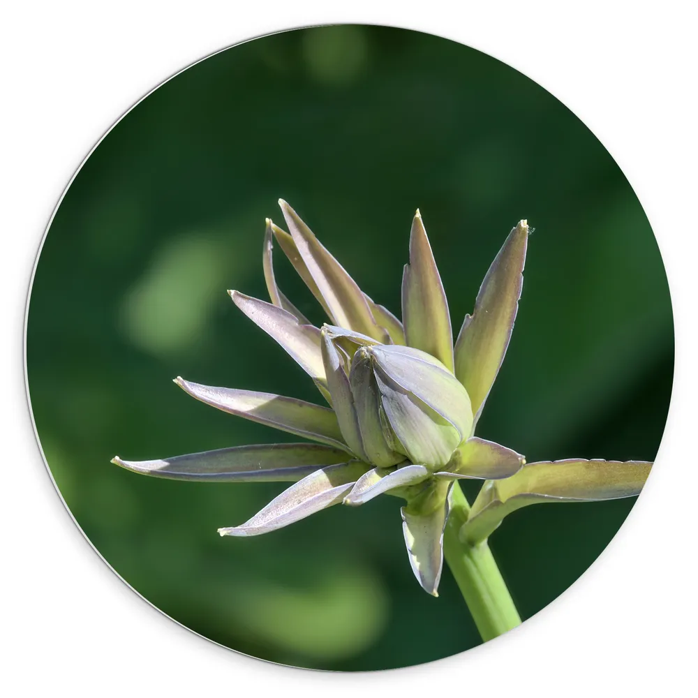 Dibond Muurcirkel - Close Up van Paars met Groene Hosta Bloem